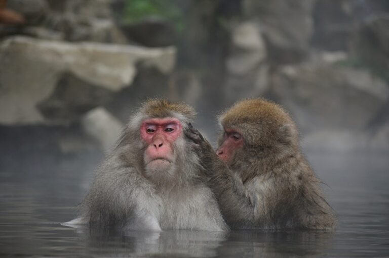 温泉に浸かる猿たちの写真